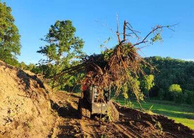 A bulldozer carries a large uprooted tree with exposed roots on a dirt path, surrounded by soil, trees, and green hills under a clear blue sky.
