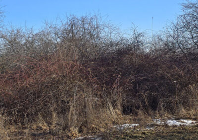 A patch of dry, tangled shrubs and tall grasses with scattered snow in the foreground, under a clear blue sky on a winter day.