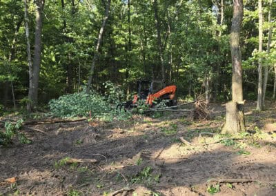 A small orange excavator clears trees and brush in a sunlit forest, with fallen branches and disturbed soil in the foreground.