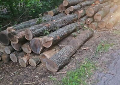 A pile of large, freshly cut logs stacked on the ground near a forest and a paved path, with green foliage in the background.